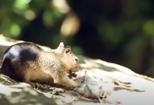 A ground squirrel hunting a vole in its natural habitat