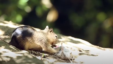 A ground squirrel hunting a vole in its natural habitat