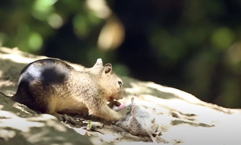 A ground squirrel hunting a vole in its natural habitat